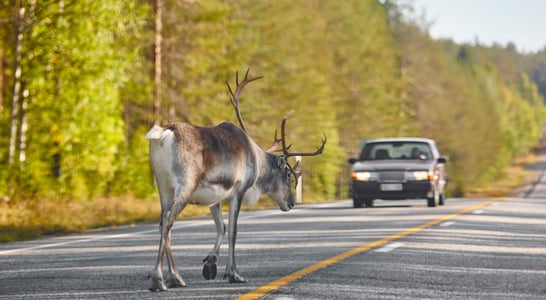 National Roadkill Day