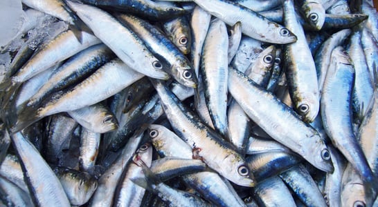 National Sardines Day