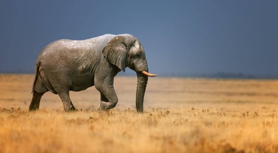 Save The Elephant Day