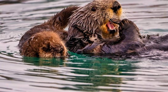 Sea Otter Awareness Week