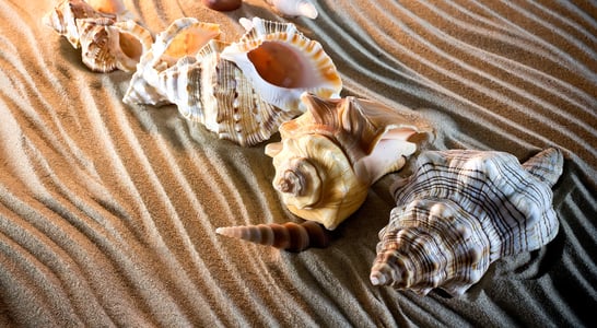 National Seashell Day