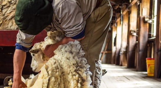 Sheep Shearing Festival