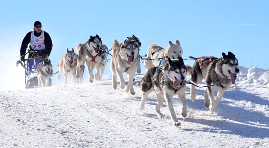 National Sled Dog Day