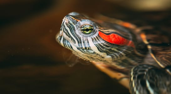 Turtle Adoption Day