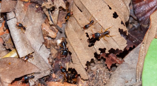 Termite Awareness Week