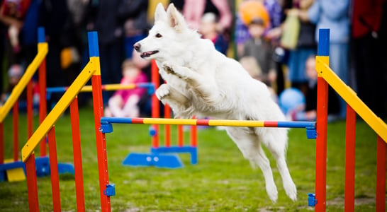 The National Dog Show