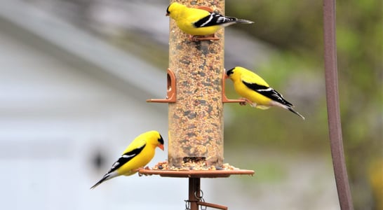 Feed the Birds Day