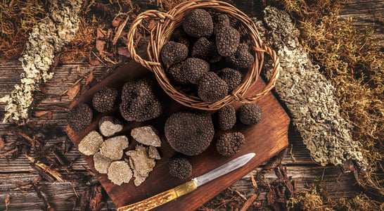 Truffle Days in Croatia