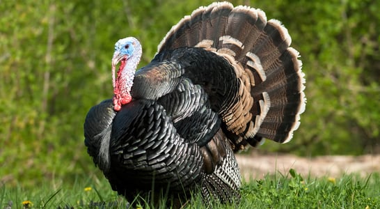 National Turkey Lovers’ Day