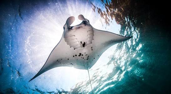 World Manta Day