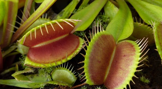 World Carnivorous Plant Day