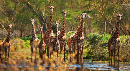 World Giraffe Day