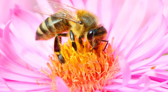 World Honey Bee Day