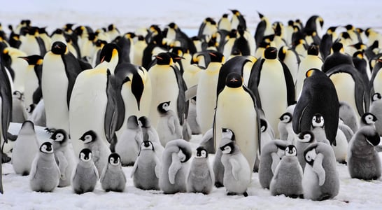 World Penguin Day