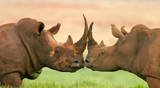 World Rhino Day