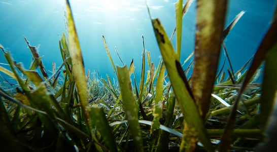 World Seagrass Day