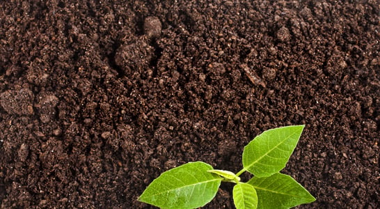 World Soil Day