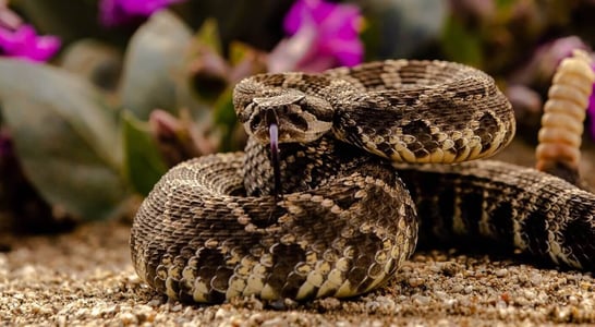 World’s Largest Rattlesnake Roundup