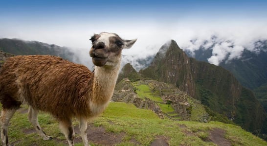 International Year Of Camelids