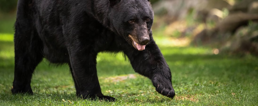 National Black Bear Day