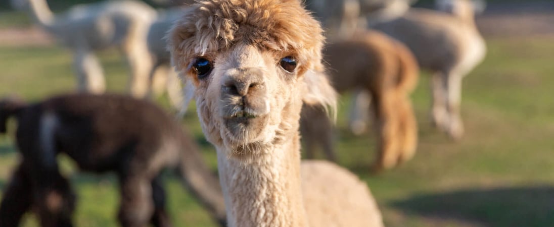 National Alpaca Day