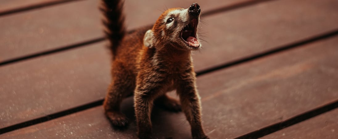 World Coati Day