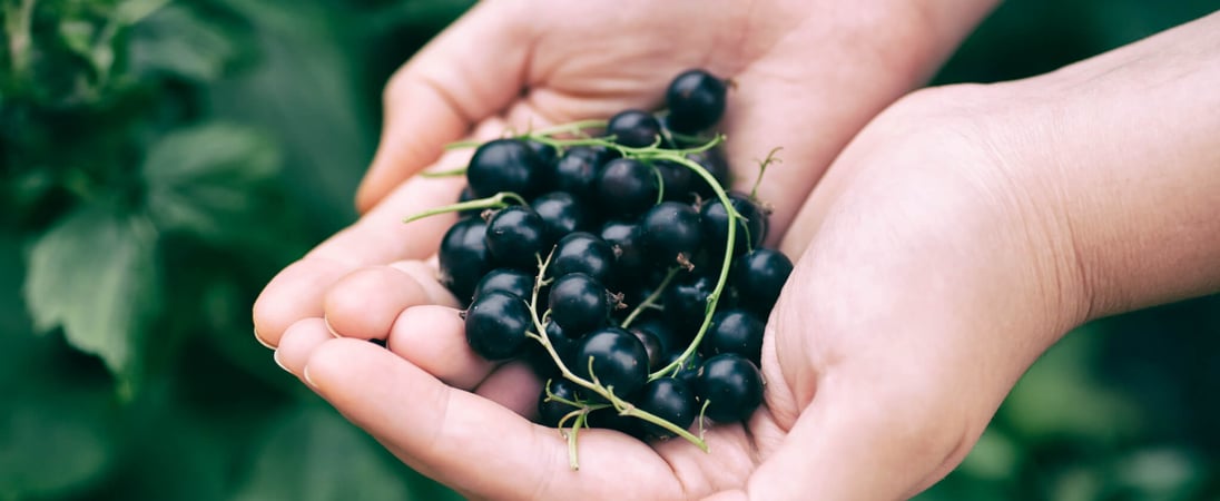 Blackcurrant Day