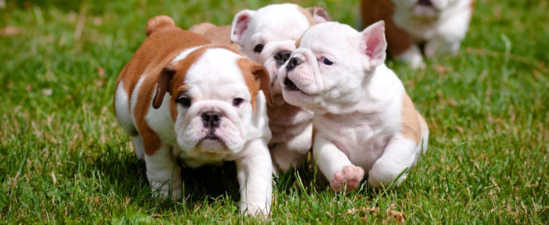 National Bulldogs Are Beautiful Day