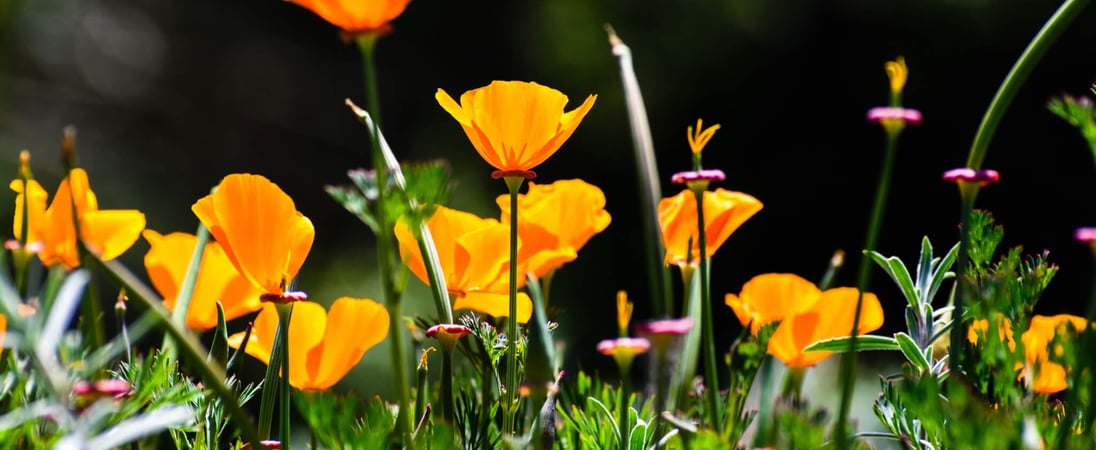 California Poppy Day