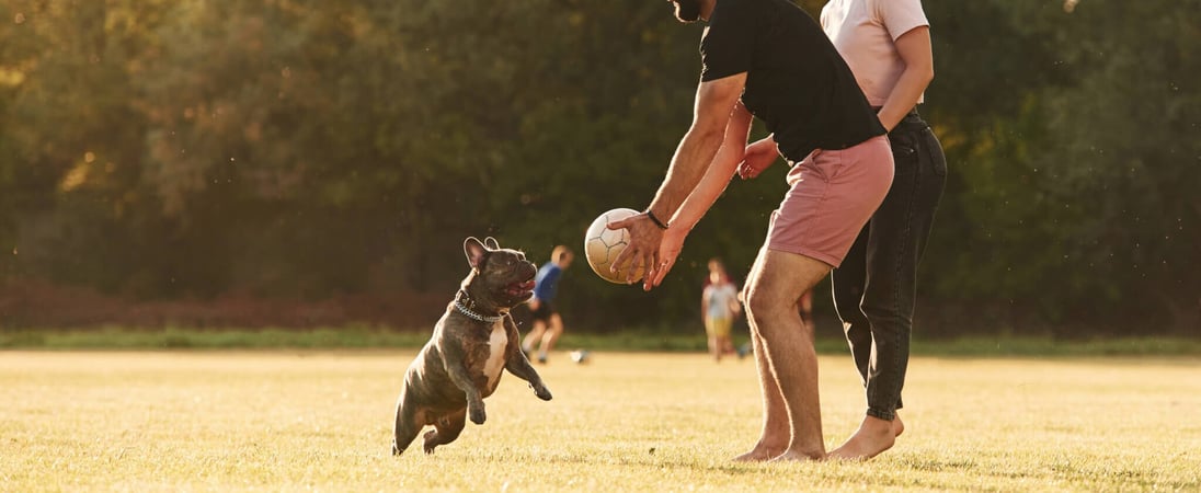 Canine Fitness Month