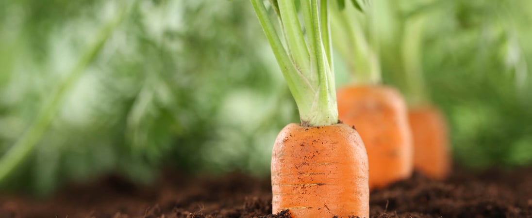 International Carrot Day