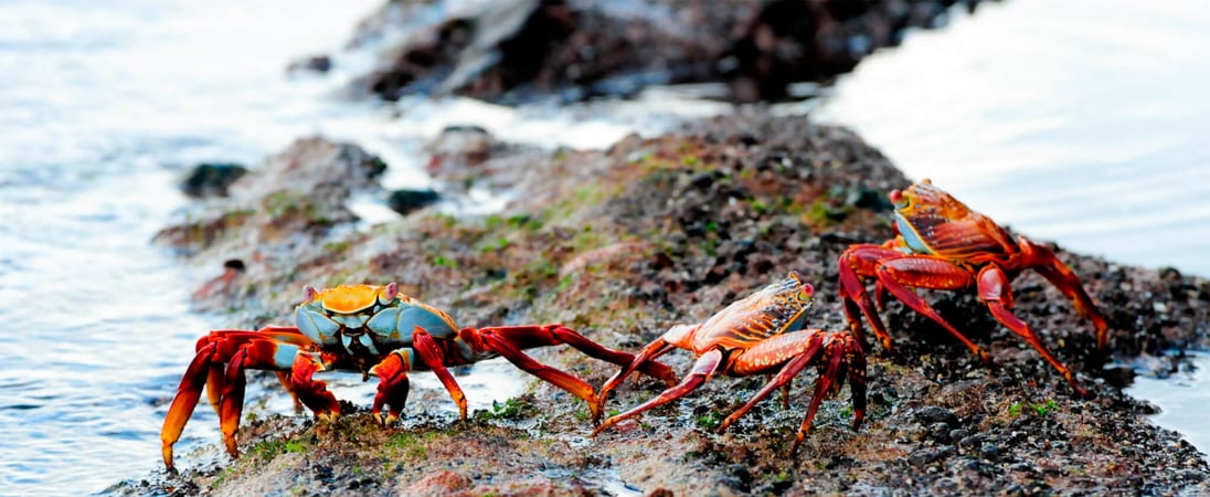 Champion Crab Races Day