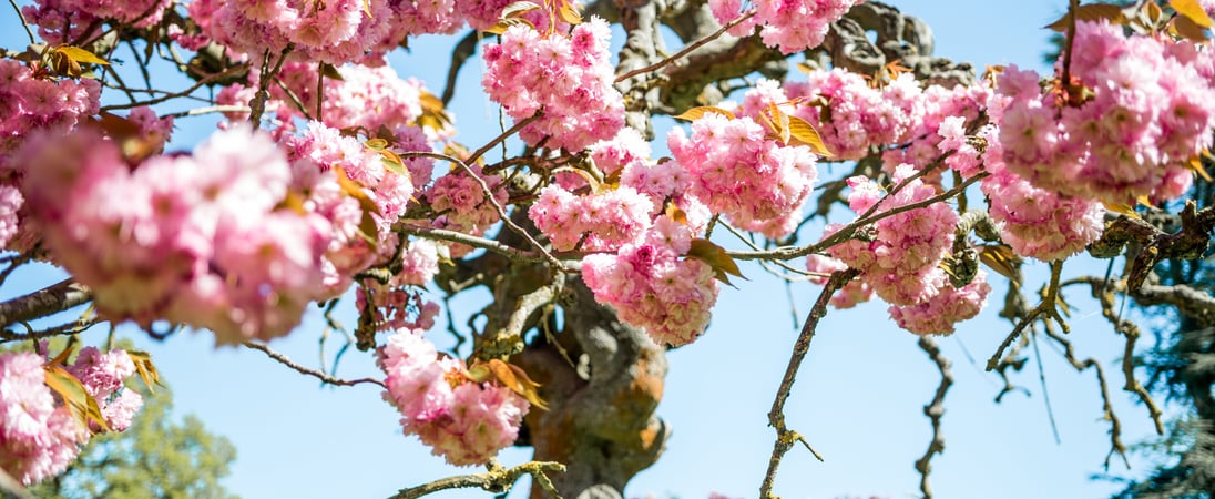 National Cherry Blossom Festival