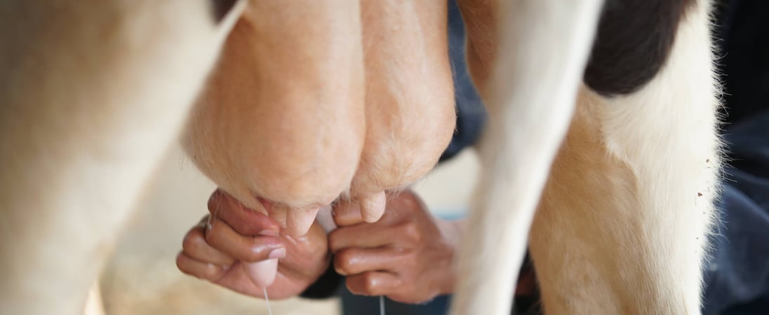 Cow Milked While Flying in an Airplane Day