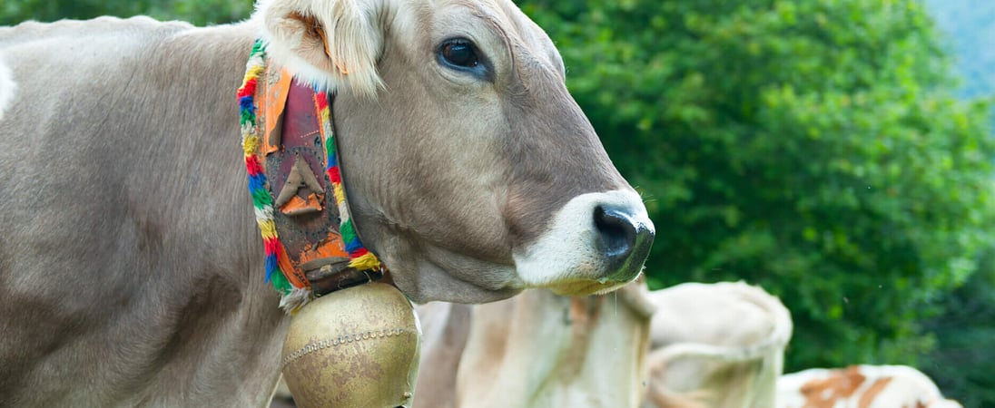 Cow’s Ball