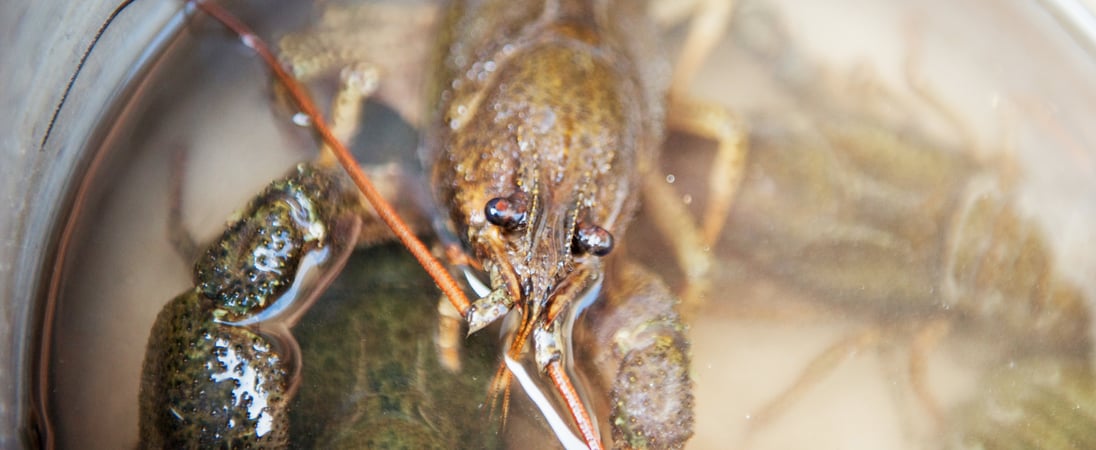 Crayfish Party