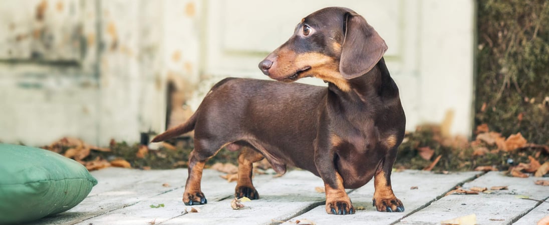 National Dachshund Day