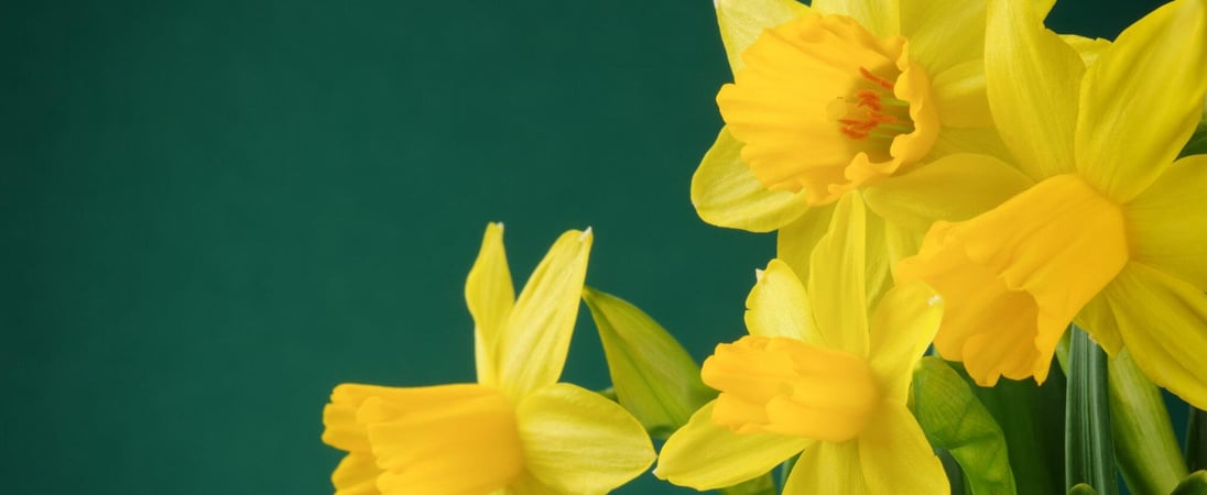 Daffodil Day