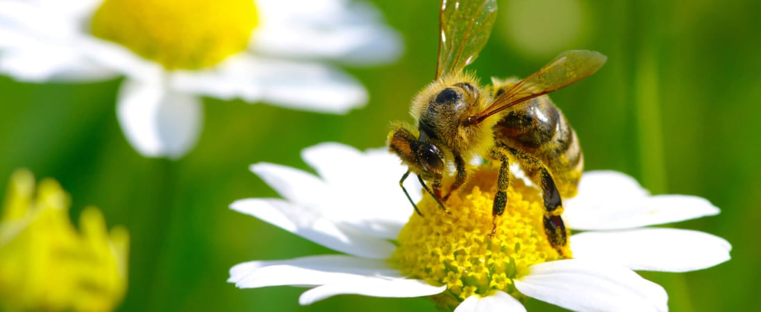 Don’t Step On A Bee Day