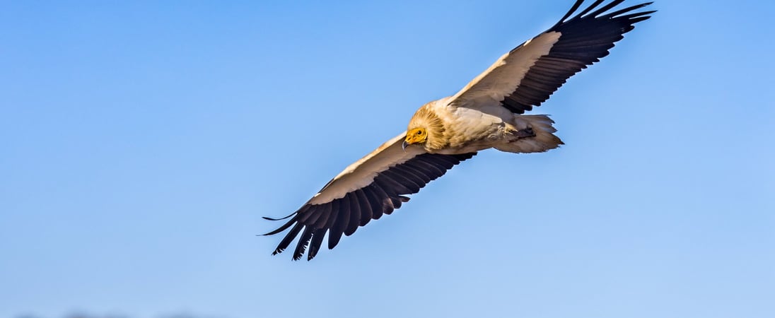 International Vulture Awareness Day