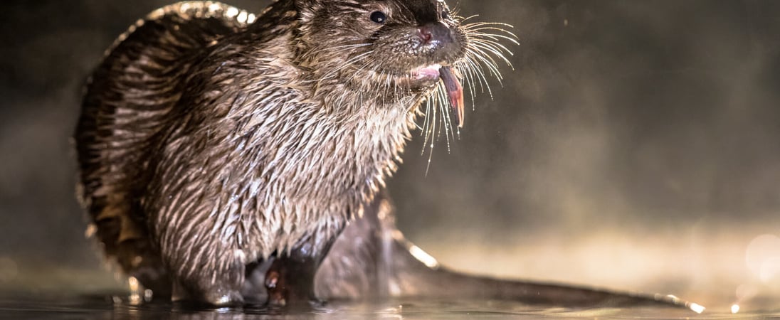 World Otter Day