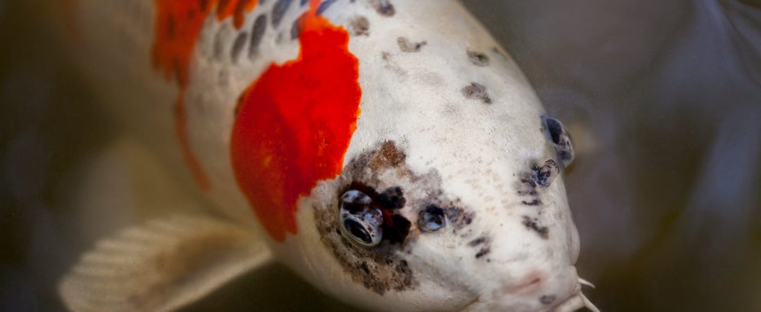 National Koi Day