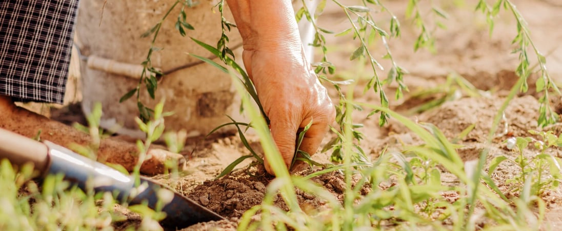 National Weed Your Garden Day