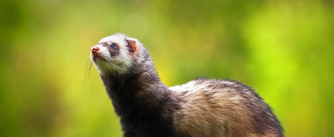 National Ferret Day