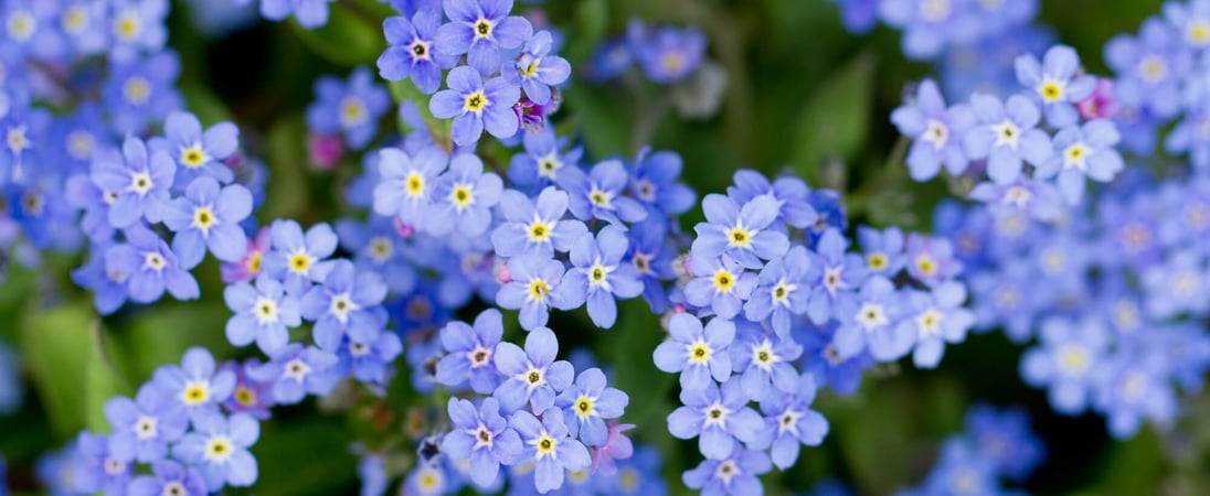 National Forget-Me-Not Day