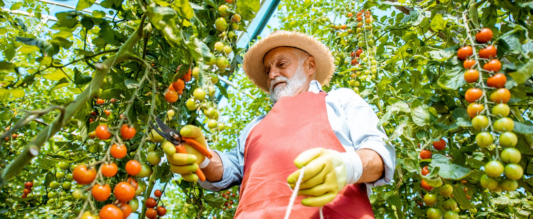 Fresh Florida Tomato Month