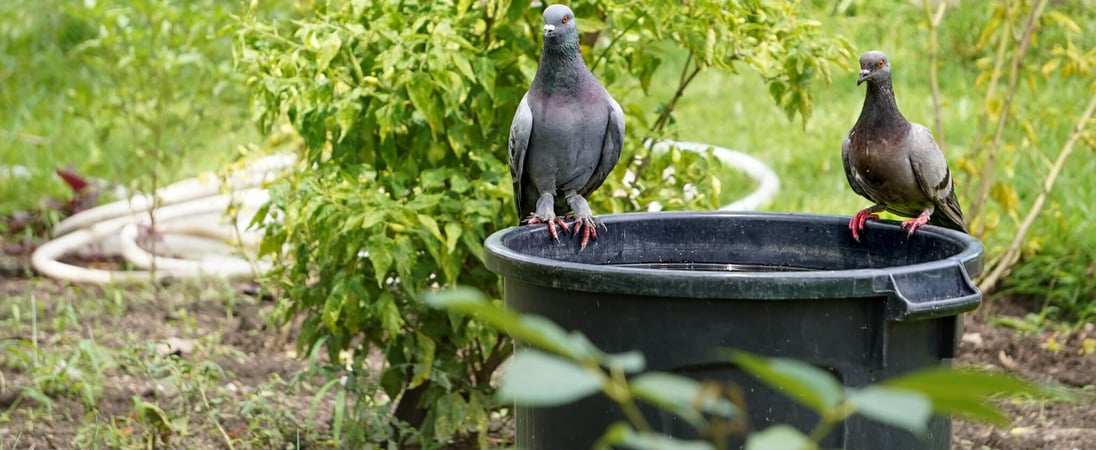 Garden Wildlife Week