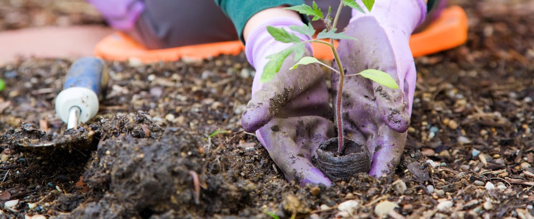 National Gardening Exercise Day