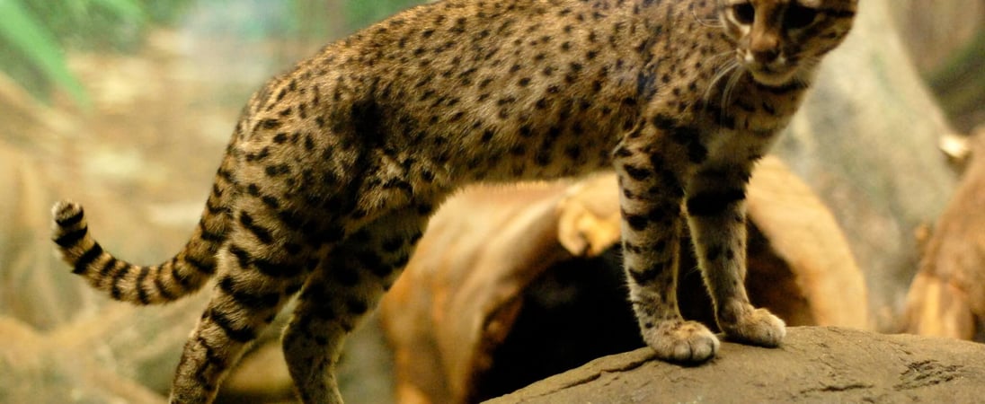 World Geoffroy’s Cat Day