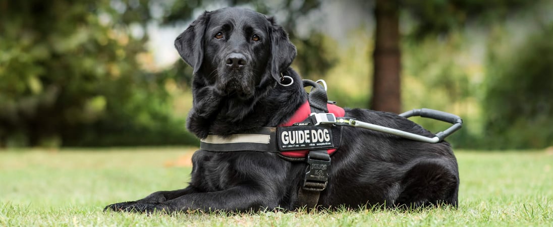 National Guide Dog Month